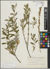 Foto von Salix repens subsp. incubacea (L.) A. Neumann